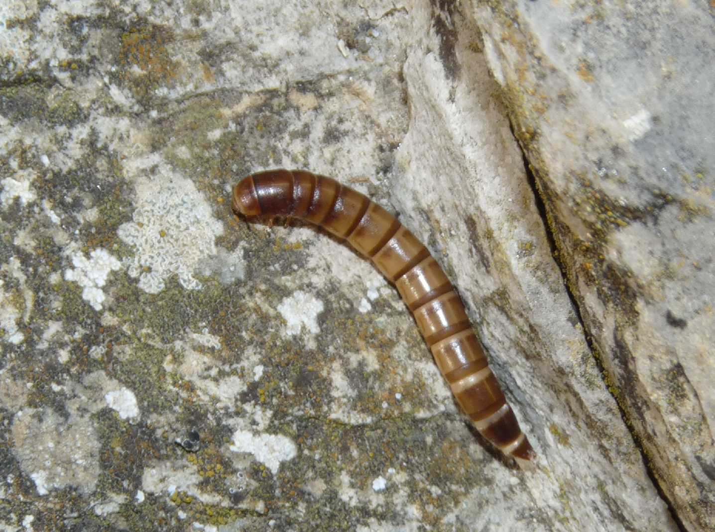 Larva di Tenebrionidae